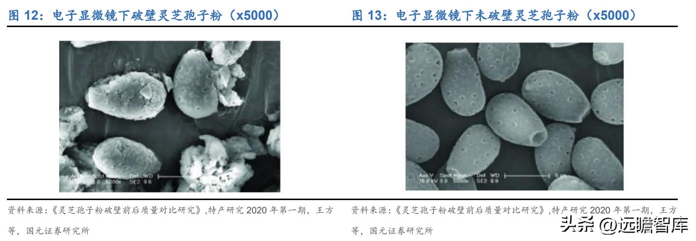 百年传承老字号，寿仙谷：领先技术芝斛养生，拓展渠道稳健增长