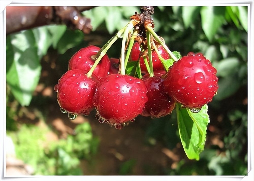 谷雨的最后一个节气雨生百谷,关于24节气谷雨的文案