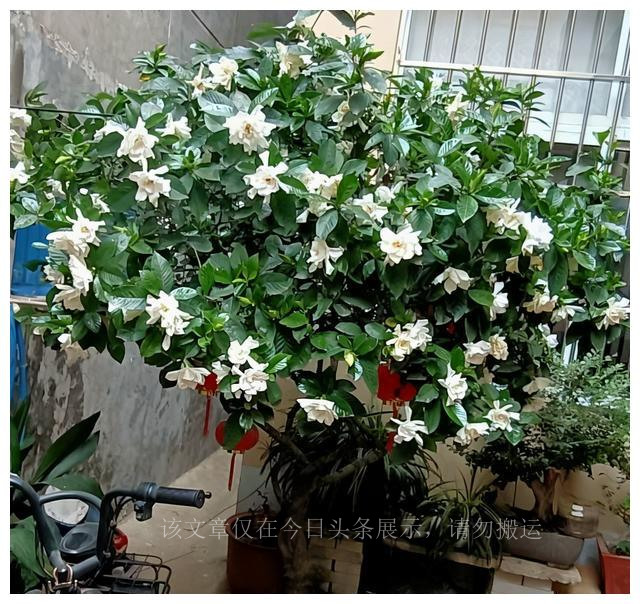 养好栀子花？5个窍门很简单，叶子绿出油，花开满枝香