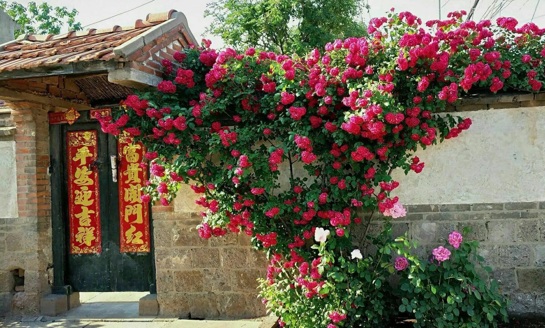 适合小院养的好看又常开花的花,院子里好养的花四季开花