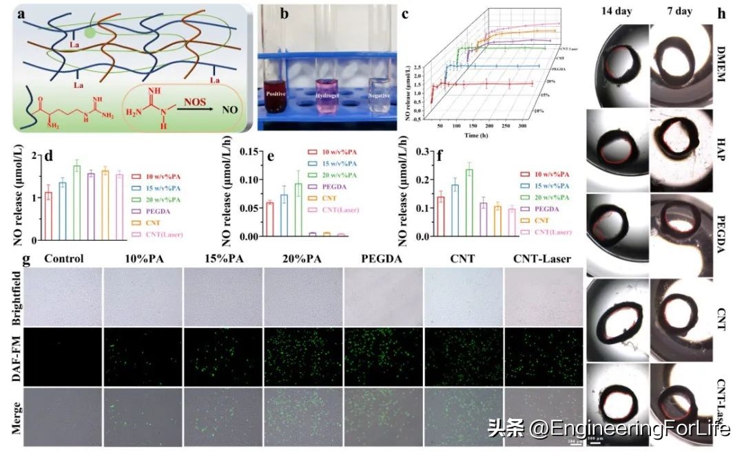 多功能修护水凝胶,水凝胶修复心脏
