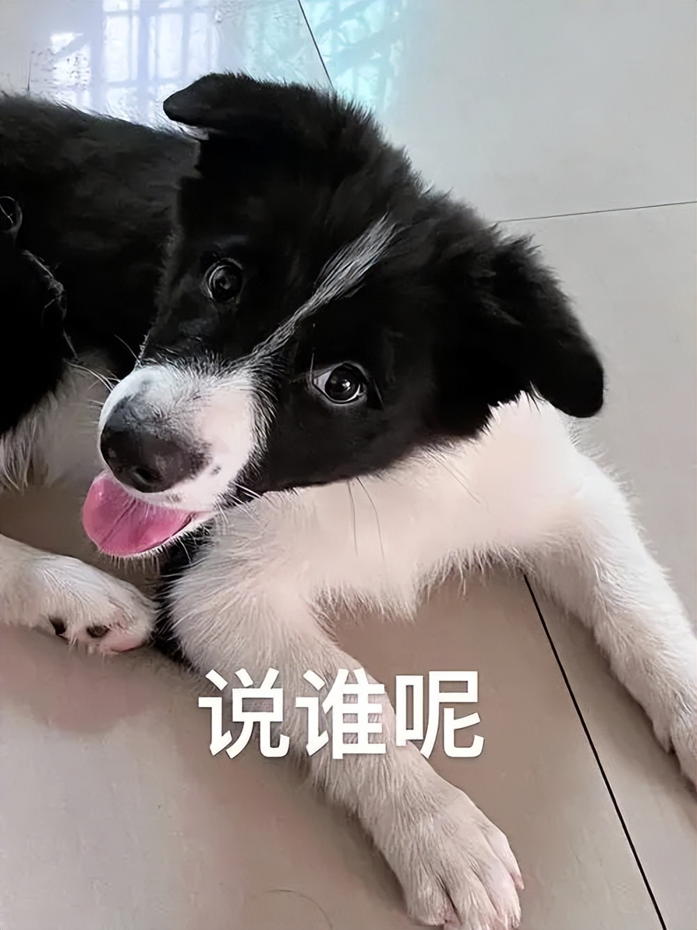 边境牧羊犬你真的了解吗,盘点边境牧羊犬的聪明行为