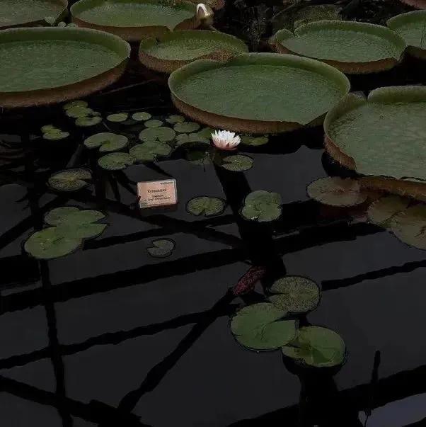 ins风黑色系女头,ins风黑色系美甲