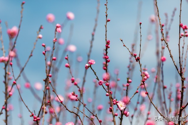 榆叶梅病害有哪些,榆叶梅的观赏特性有哪些呢