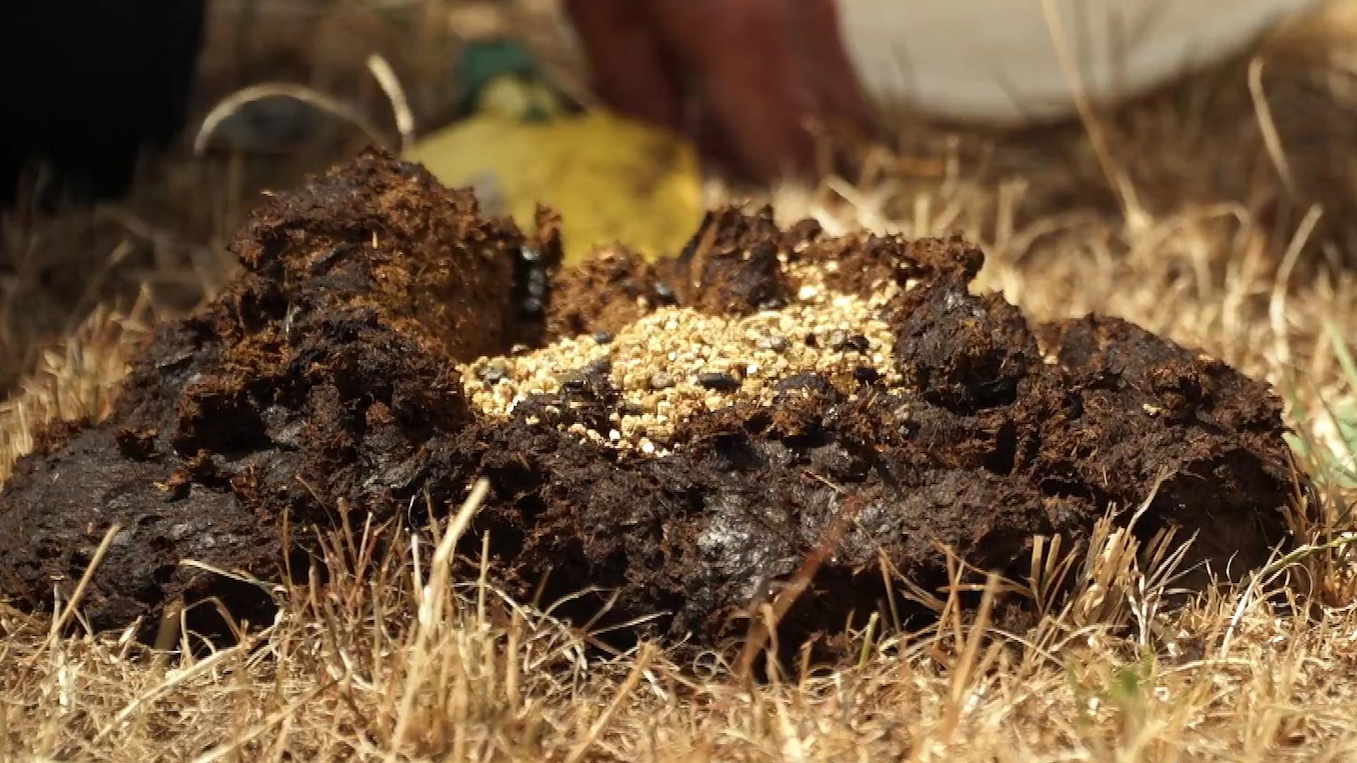 澳洲为什么进口屎壳郎,外国大量收购屎壳郎