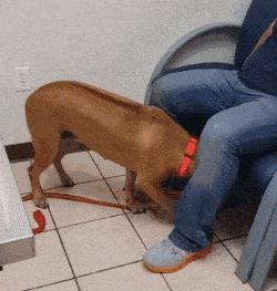 母狗有毛病怎么改,阿拉斯加母狗缺点