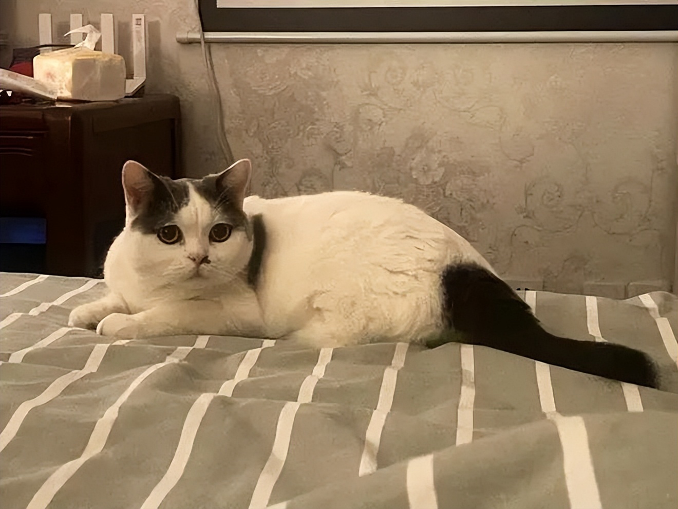 主人不在家猫咪乱拉乱尿什么原因,怎么去除猫咪的尿味让它不乱尿