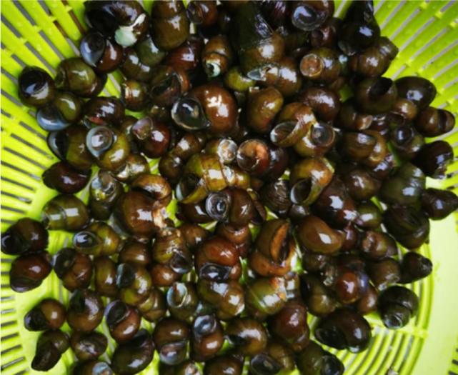 螺蛳这样做解馋又下酒,螺蛳除了爆炒之外还可以怎么吃