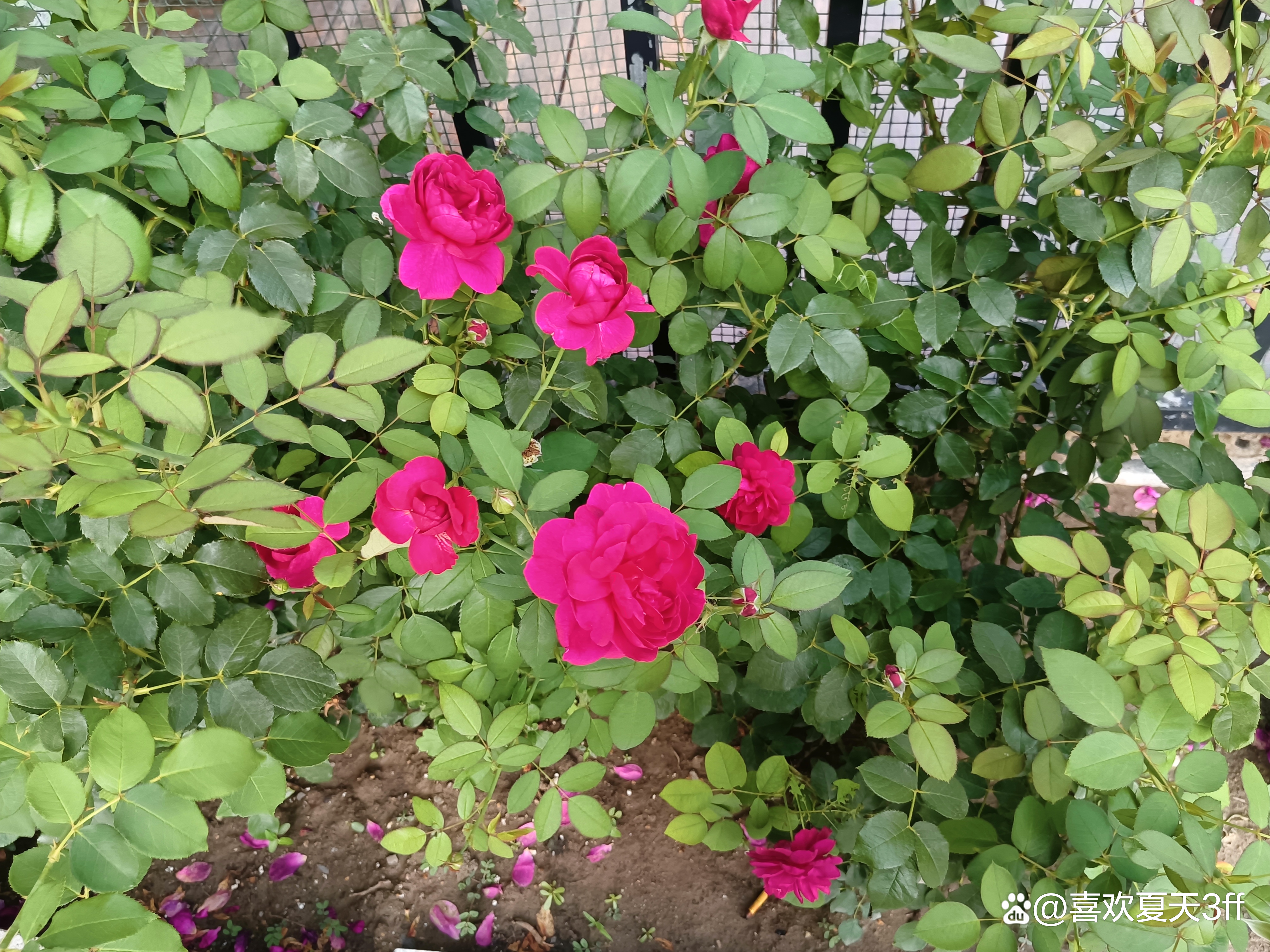 夏日的鲜花浪漫的盛开美丽又迷人,夏日盛开的鲜花