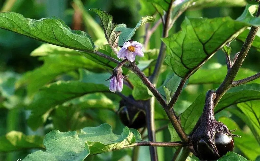 茄子的美味，给肉不换