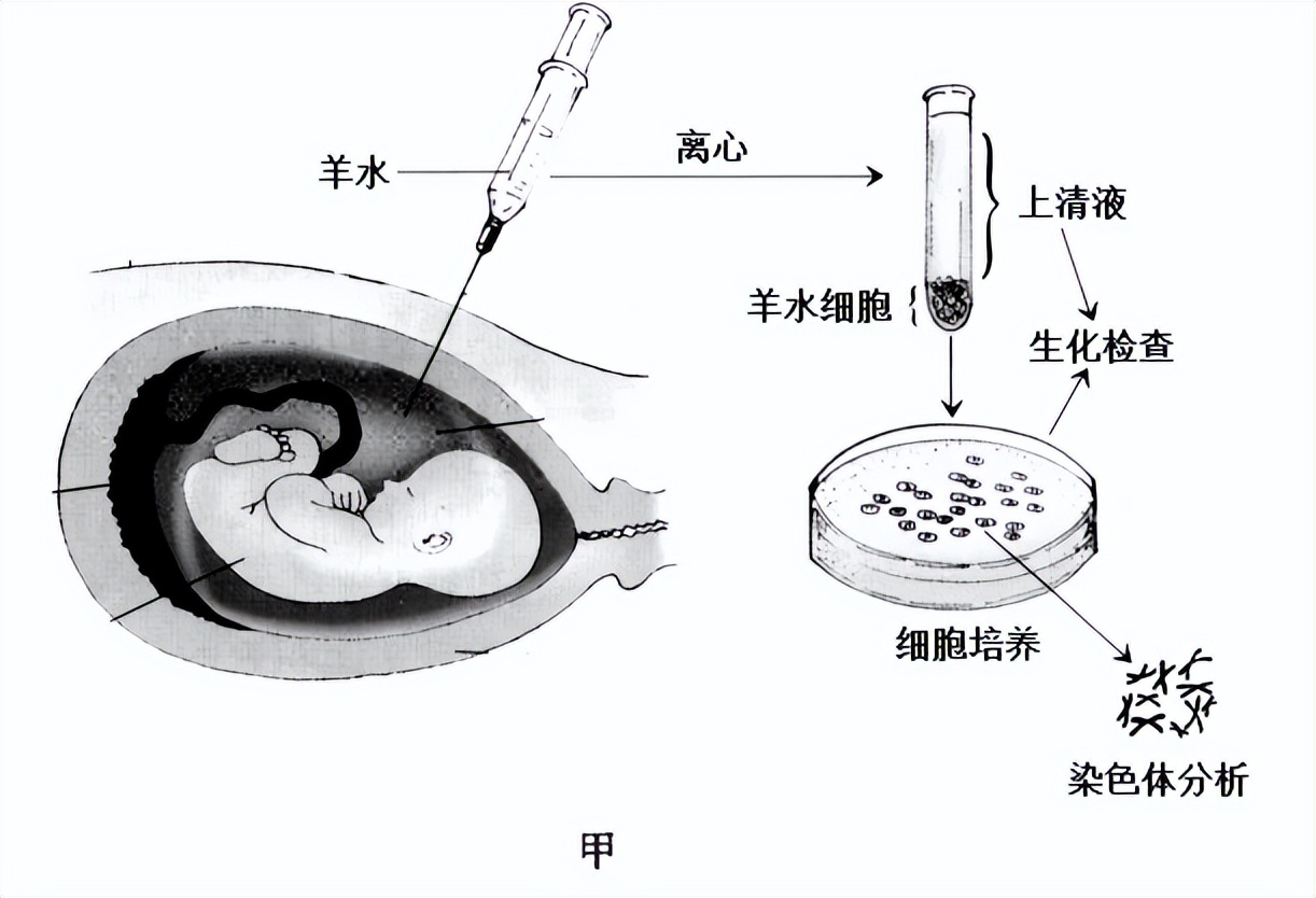 高中生物变异和育种知识点,高中生物变异育种进化思维导图
