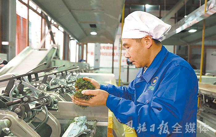 恩施硒茶品牌整合,恩施硒茶功效与作用