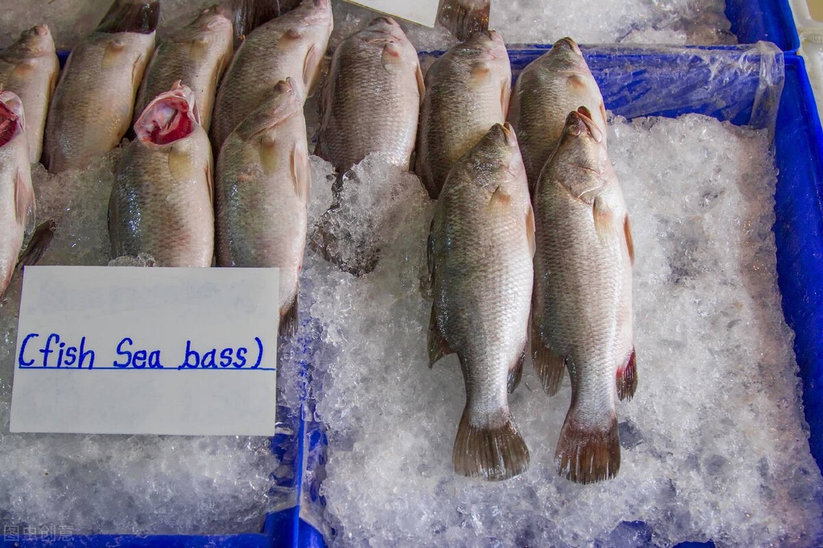 海鲈与加州鲈之间的区别,海鲈与花鲈的区别