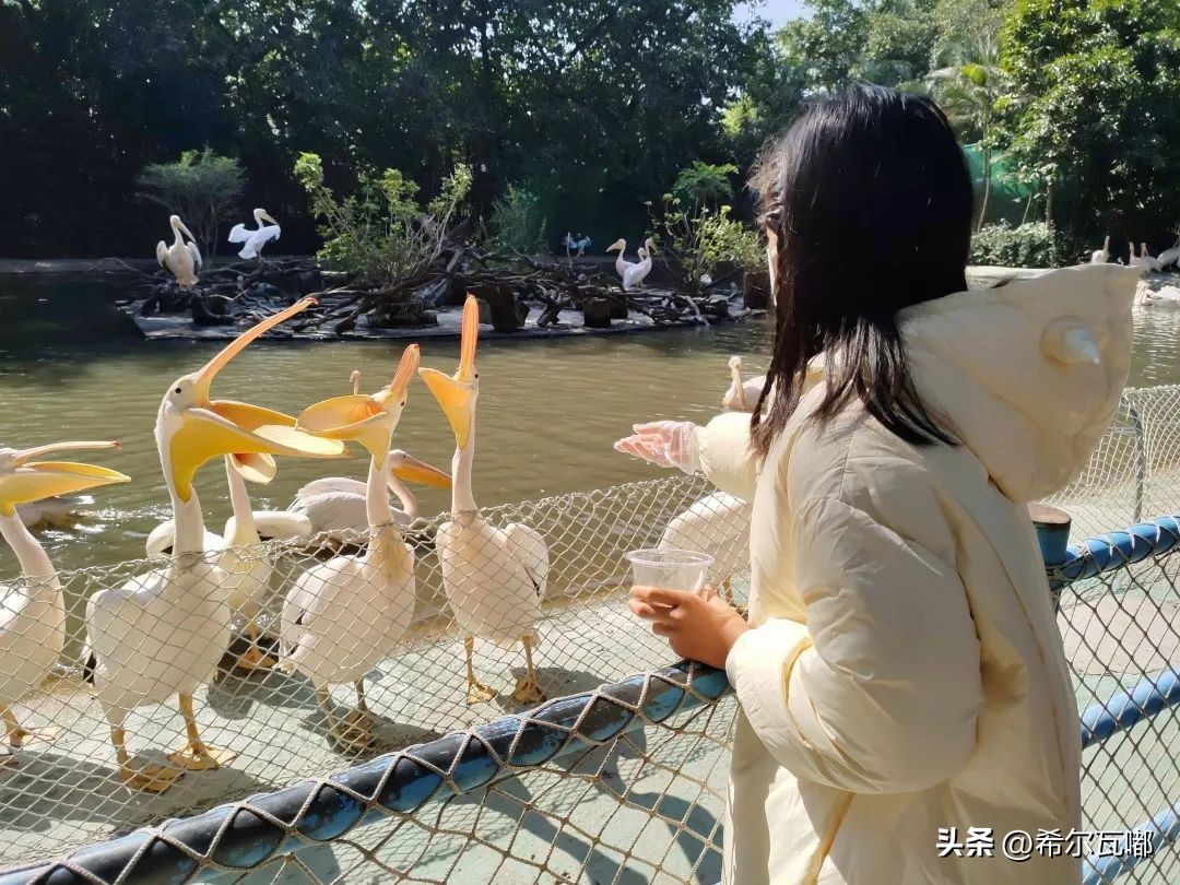 长隆游玩攻略推荐,长隆海洋王国游玩攻略大全视频