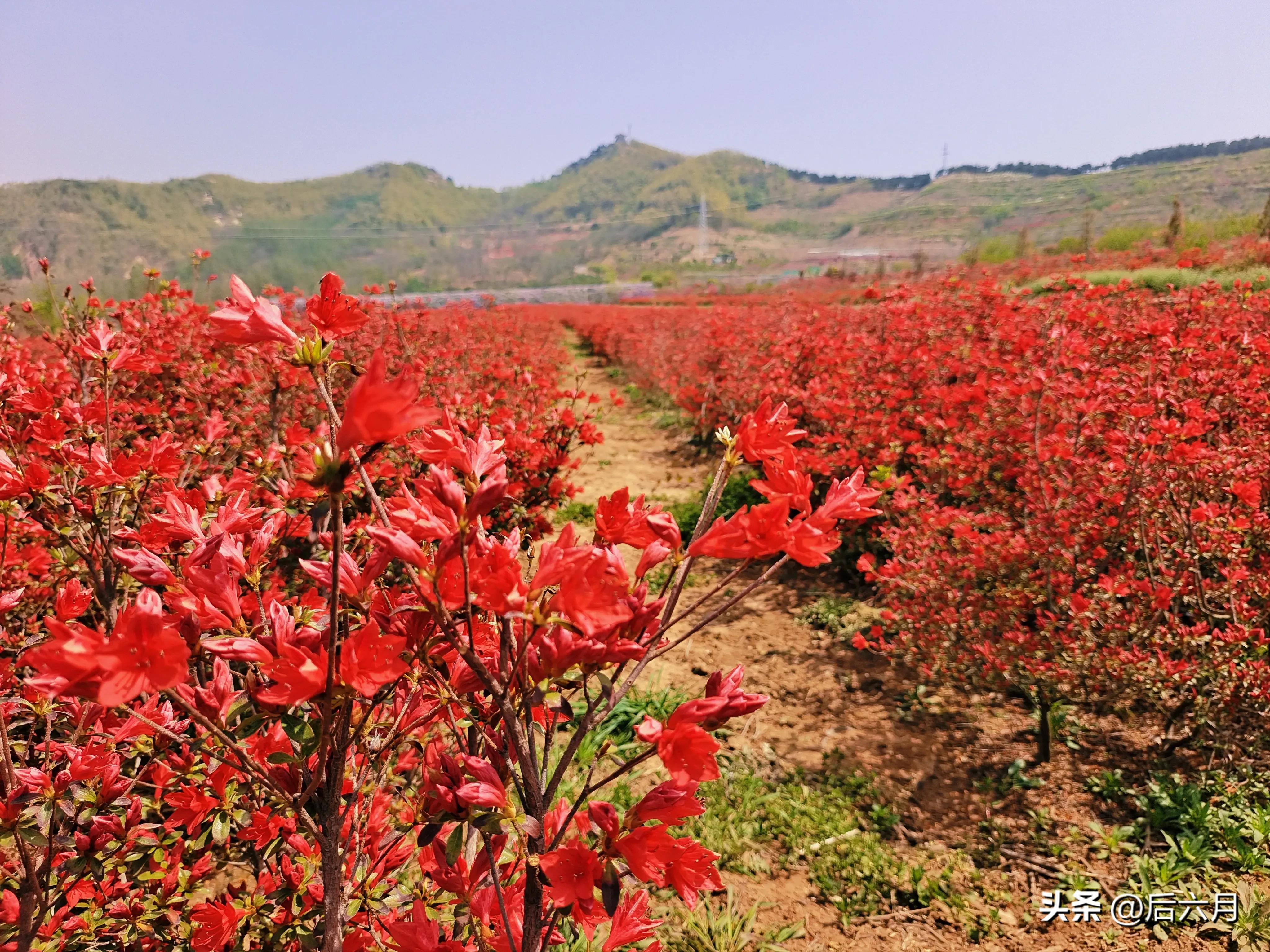 途游西海岸l无比方花园，杨家山里新添网红打卡地