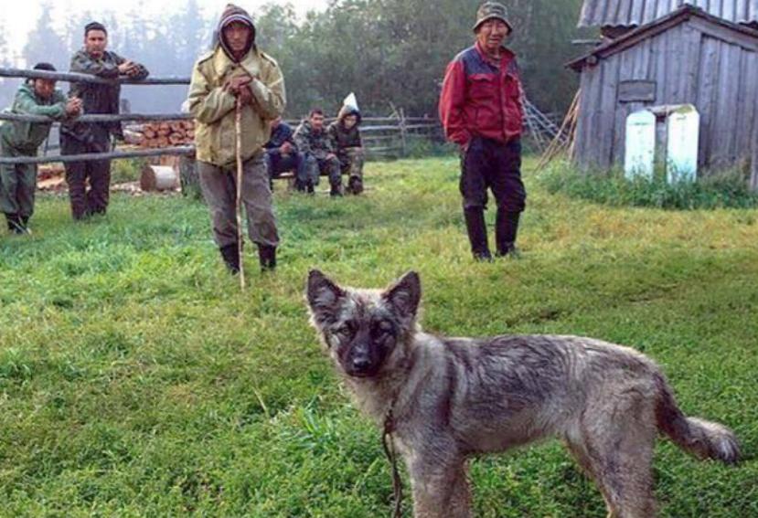 2岁儿童和狗失踪找到了吗,三岁女孩与狗狗一起失踪