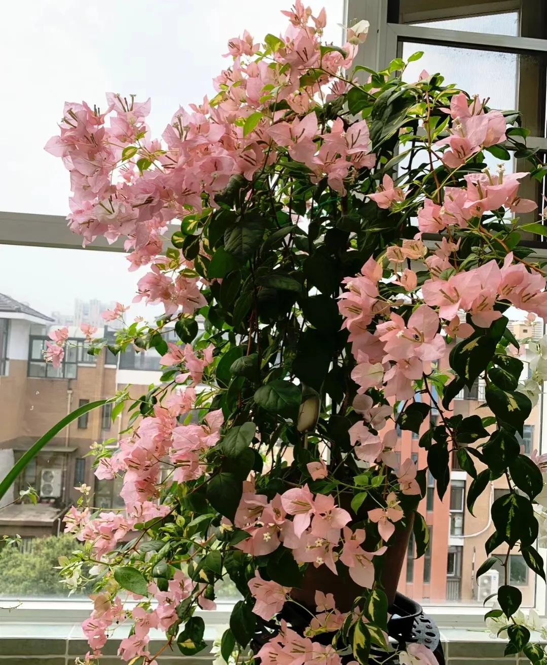 90后姑娘回家改造楼顶花园,5000元楼顶造花园