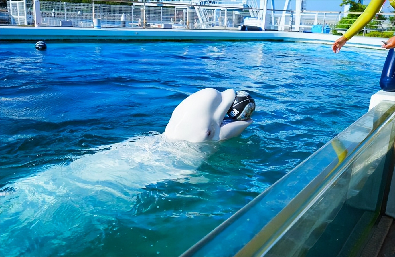 去日本神奈川,去日本看灌篮高手