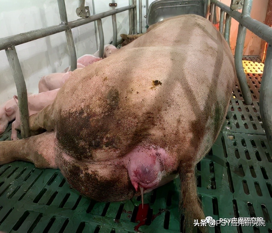 猪场母猪断配率标准,母猪断乳怎么管理