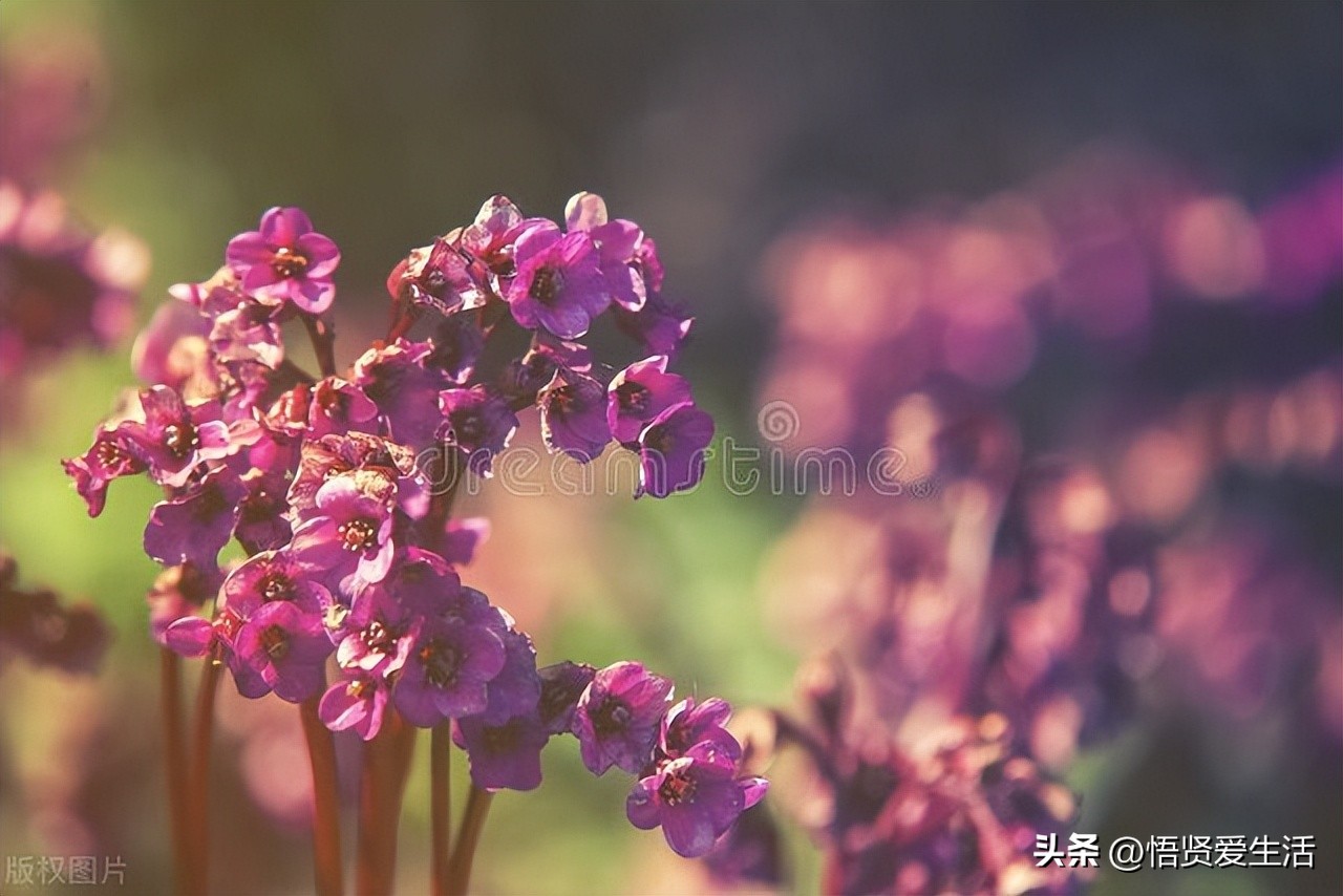 家里种幸福树风水的作用与禁忌,家中常见寓意发财好养的树