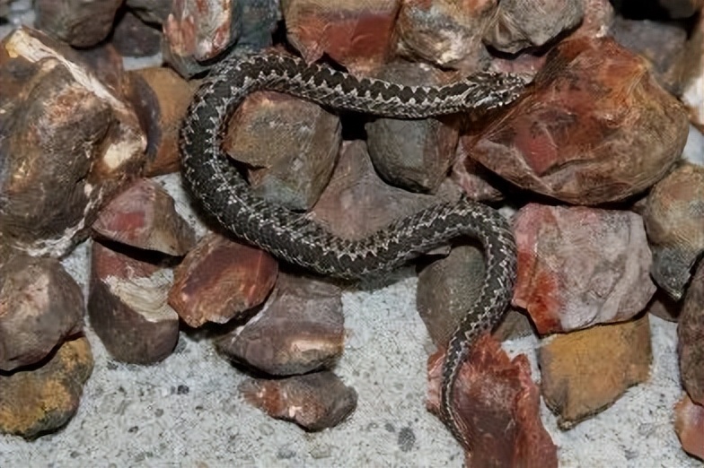 「原来欧洲有这么多种蛇？！」偷师卡塞尔的豢龙大师·下