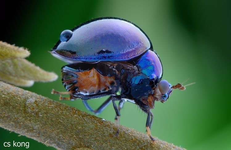 26张离奇动物照片：克苏鲁大人在沙滩爬行，货轮撞翻鲸鱼