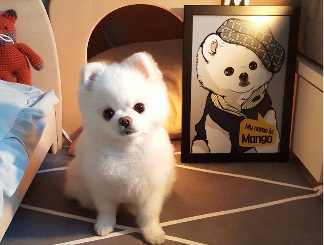 哪种宠物狗卖得最好养,养狗首选这7种狗价格便宜又漂亮