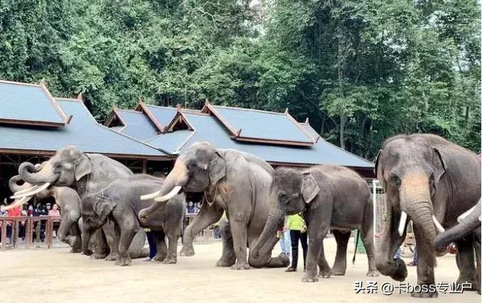 云南西双版纳旅游景点图片大全,西双版纳旅游攻略必去景点地图