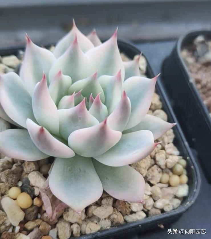 吉娃娃锦和吉娃娃覆轮锦区别,普通的吉娃娃能种出吉娃娃锦吗