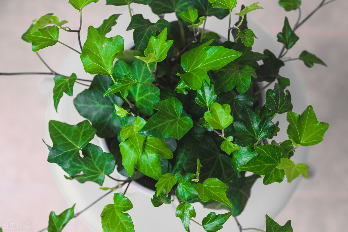 太实用了！45种常见植物养殖方法大全