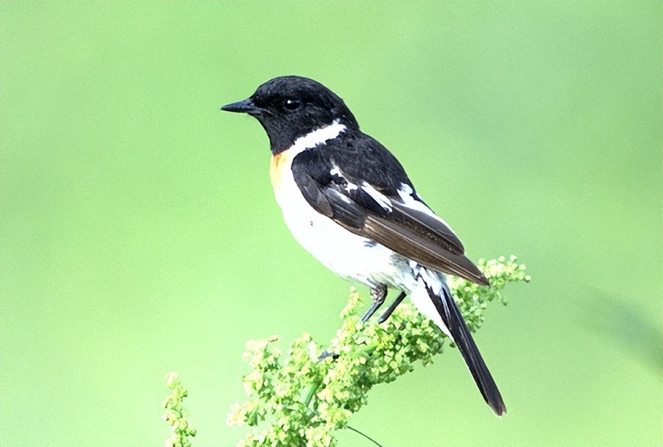 所有鸟图片大全大图,50张最佳鸟类摄影作品