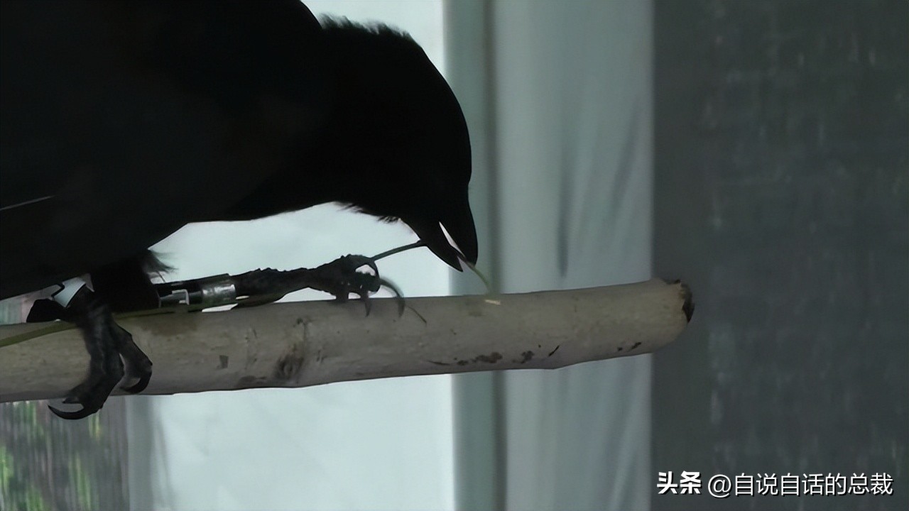 乌鸦为什么是外星人,外星人至今还未出现的5大原因