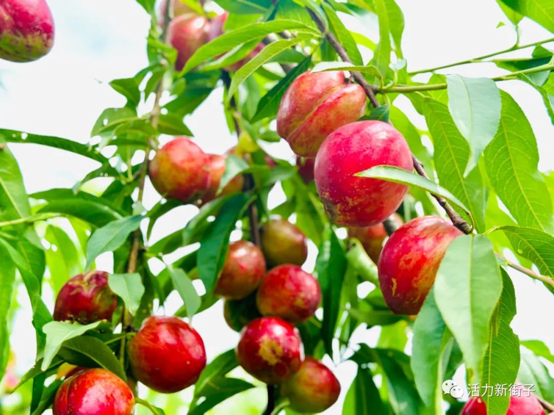 超甜预警！夏日采摘季！快来汉中实现水果自由~