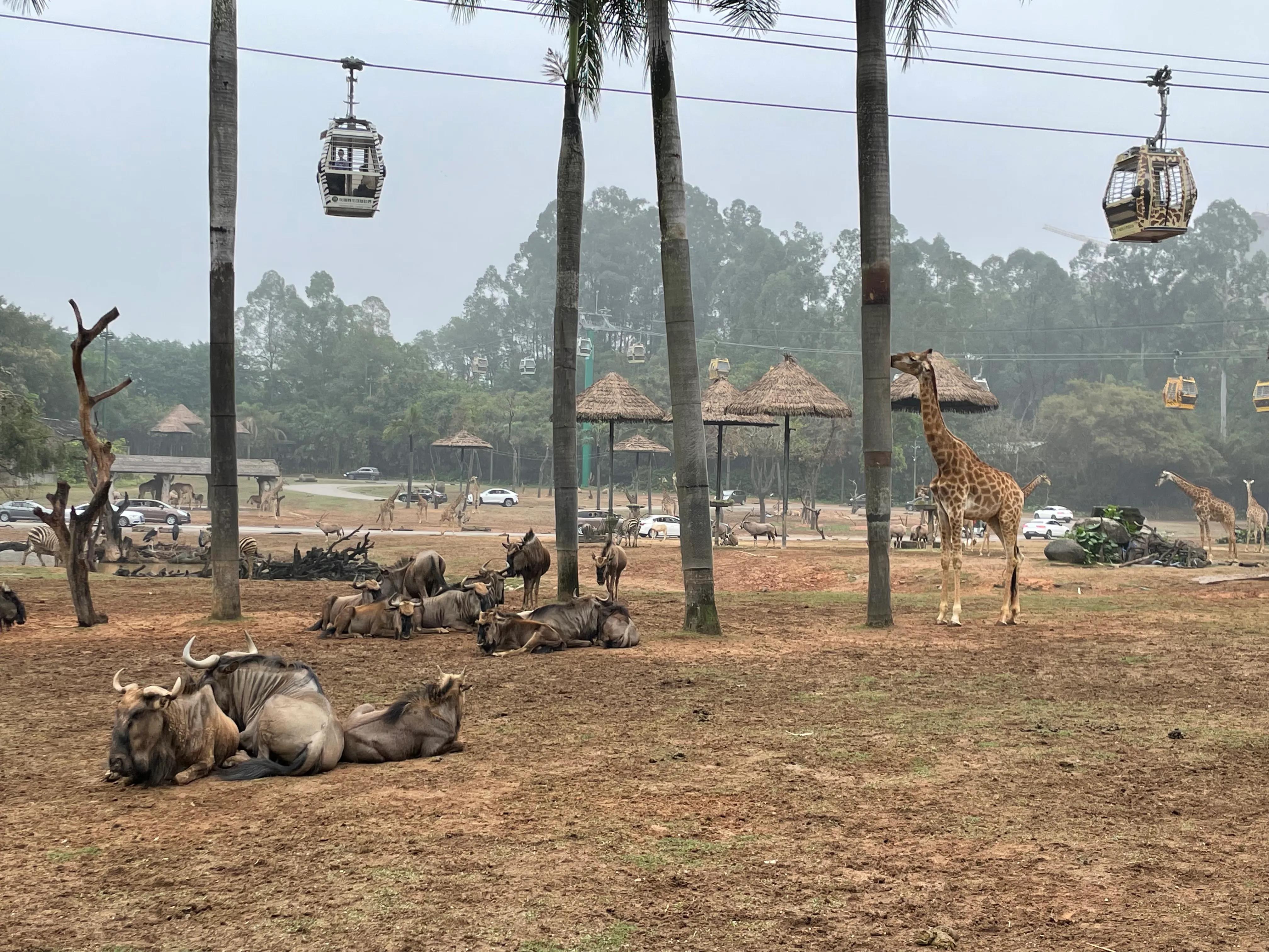 珠海长隆欢乐世界和野生动物园,长隆动物园和珠海海洋王国哪个好