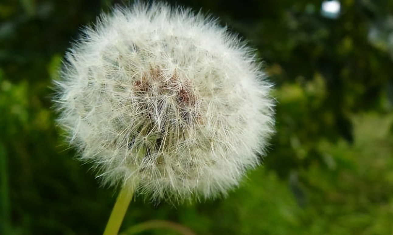 蒲公英茶对甲状腺结节的作用,蒲公英茶可以消除甲状腺结节