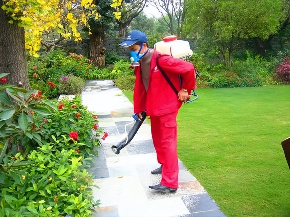 乡愁散文：七十年代的挖蛹灭蝇