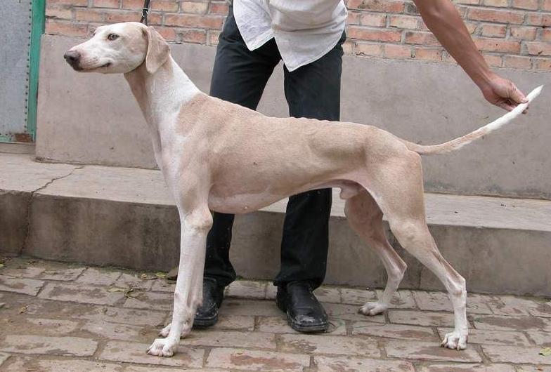 30种常见犬图片,40种常见名犬图片