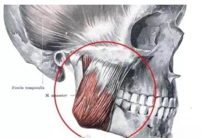 溶脂减肥瘦脸针了解多少,关于瘦脸针的知识解析