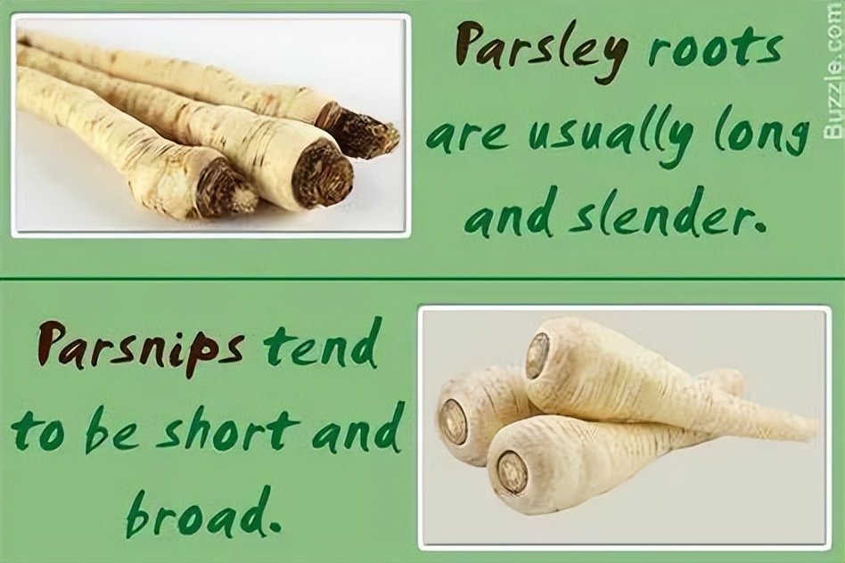 根类食物大全 (5种根菜类的食材)