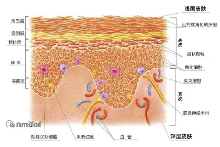 额头皱纹多了用什么方法去除最好,才22岁额头就有皱纹了男生怎么办