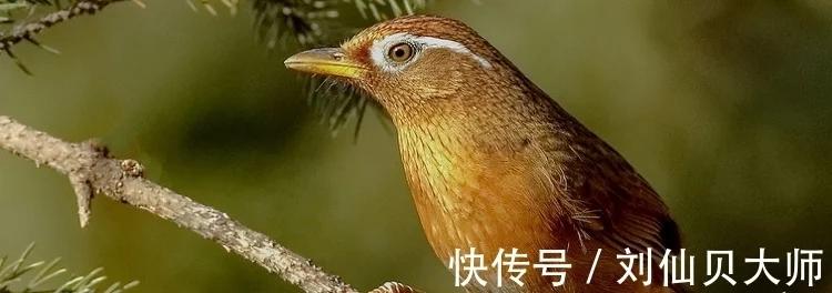 下山画眉鸟如何饲养,新手怎么养野生画眉