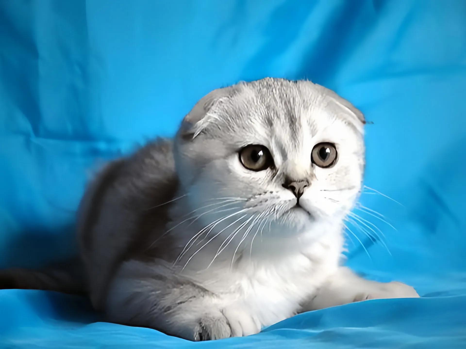 猫咪品种推荐500元以内,叫蒜头的猫咪是什么品种的