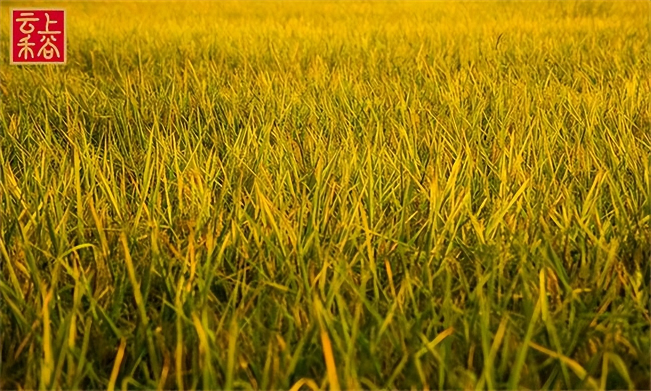 云上禾谷粮油店加盟费多少,哈尔滨云上禾谷加盟费多少钱