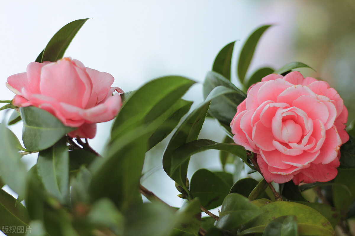 9块9包邮的茶花,一元秒杀包邮茶花