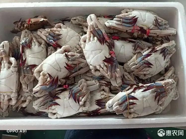 海鲜种类排名前十有哪些,十种海鲜排行榜最新