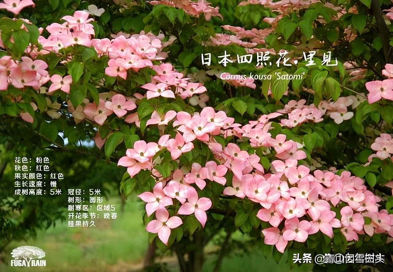 种树植树节,植树节种树的过程