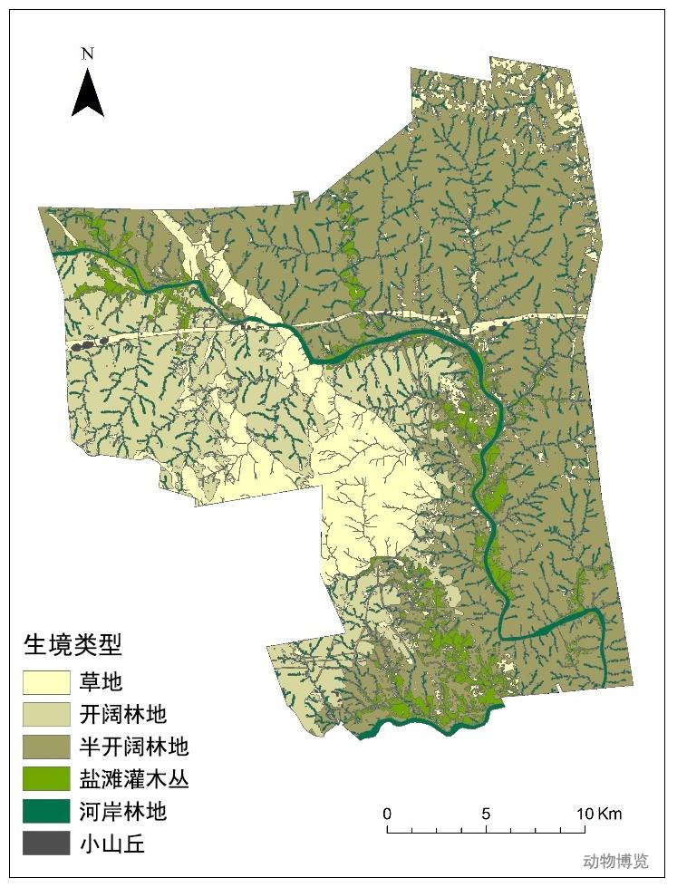 豹子丧命,豹子的悲惨下场视频