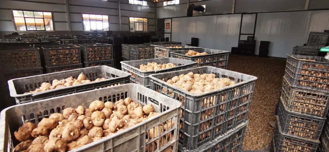 小魔芋成为村里致富新魔力,成县魔芋产业致富增收显魔力