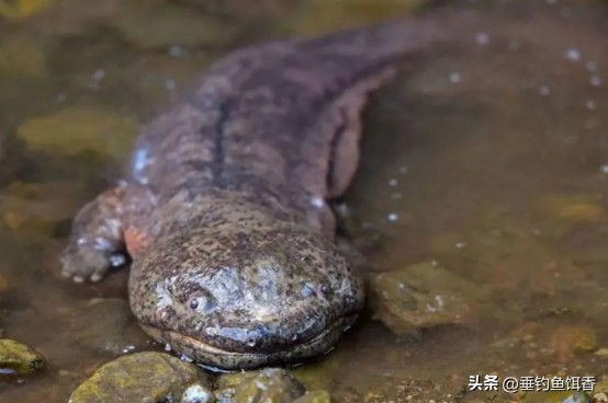 来自深海的鱼有哪些,我们常吃的没鳞的鱼有哪些
