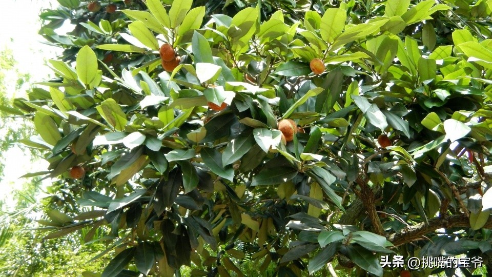 带毛的猕猴桃硬的可以吃吗,无毛猕猴桃野生